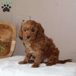 Pudding, Cavapoo Puppy